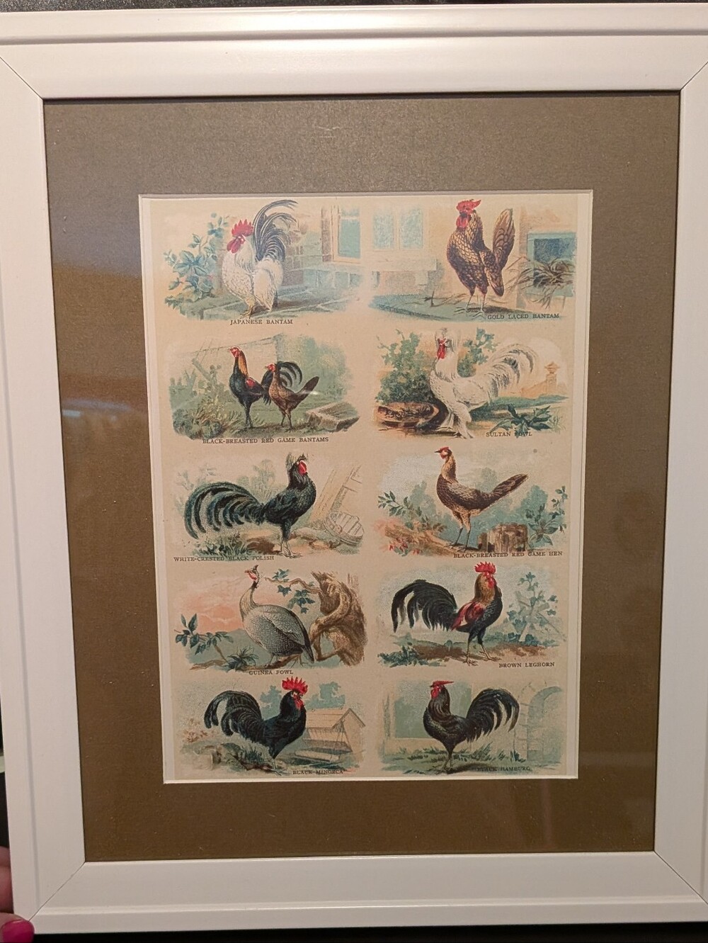 100 Year Old  Poultry Print Wall Art - Repurposed Book Print new 8x 10 Frame